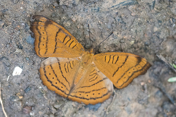 Pseudergolis wedah-8645- Chiang Dao - 14/11/23