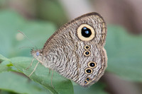 Ypthima baldus-9595 - Koh Samui - 16/03/23