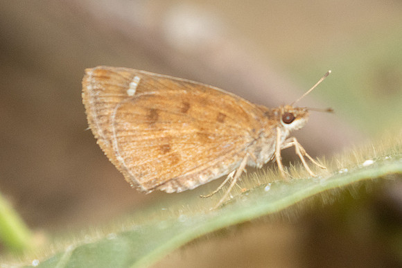 Astictopterus jama-2352 - Chiang Dao - 20/03/25