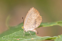 Miletus biggsii -2434