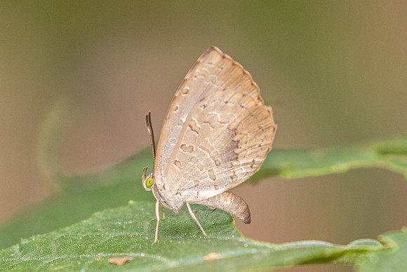 Miletus biggsii -2434