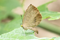 Miletus biggsii-2430 - Chiang Dao - 20/03/25