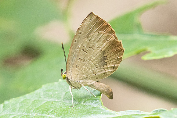 Miletus biggsii-2430 - Chiang Dao - 20/03/25