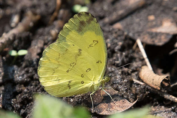 Eurema ada indosinica/andersoni-3811 Doi-Suthep - 8/03/23