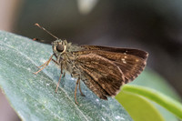 Halpe flava-5203 - Doi Suthep - 9/03/23