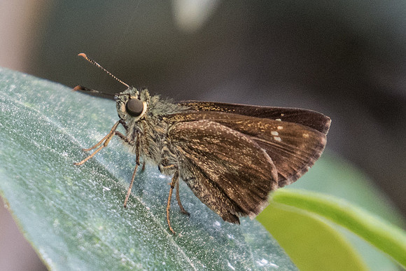 Halpe flava-5203 - Doi Suthep - 9/03/23
