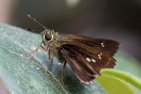 Halpe flava-5206- Doi Suthep - 9/03/23