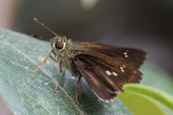 Halpe flava-5206- Doi Suthep - 9/03/23