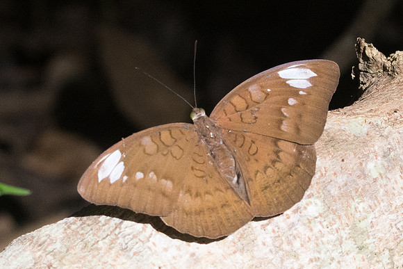 Tanaecia julii odilina ♀-2963 Chiang Rai - 18/11/23