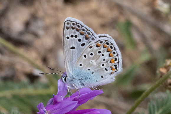 Polyommatus escheri-9995