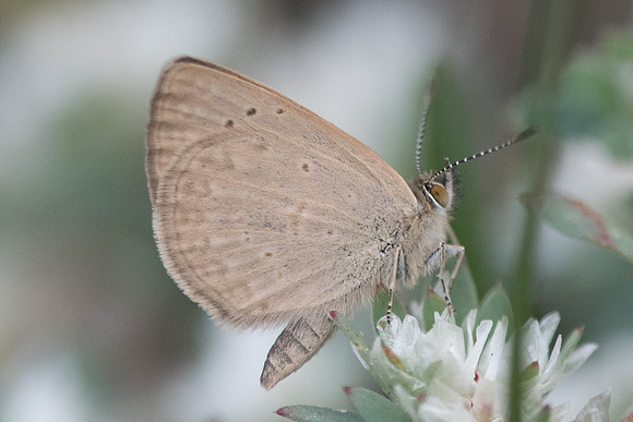 Zizeria knysna-7501 - Malaga - 7/03/22