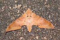 Ambulyx moorei-3668 - Chiang Rai - 18/11/23