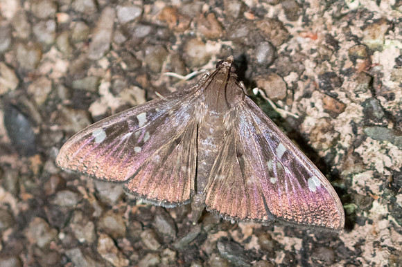 Syllepte iophanes-3672 - Chiang Rai - 18/11/23