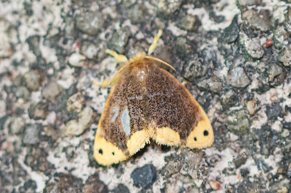 Arna bipunctapex-3674