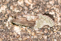 Nototondides