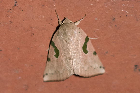 Chloroplaga sp-3596