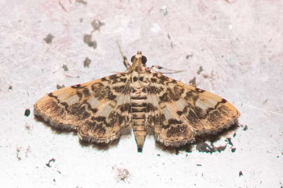 Lamprosema commixta-3656