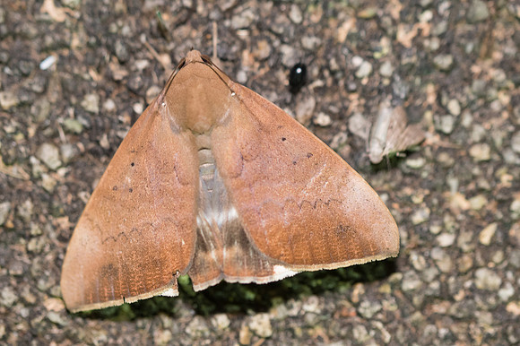 Achaea serva-3466 - Chiang Rai - 17/11/23