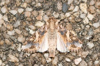Spodoptera litura-3741 - Chiang Rai - 19/11/23