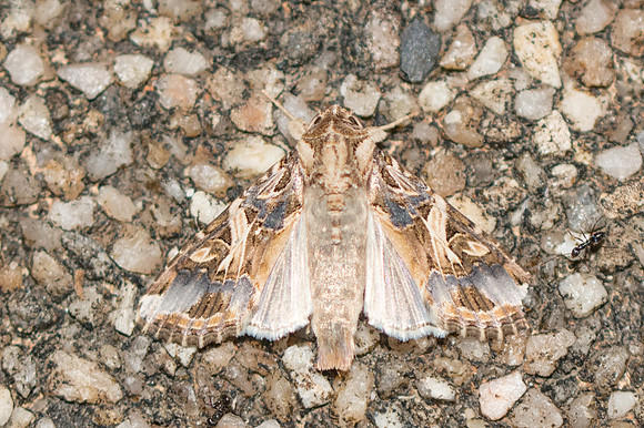 Spodoptera litura-3741 - Chiang Rai - 19/11/23