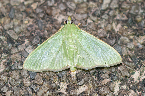 Parotis marginata -3764
