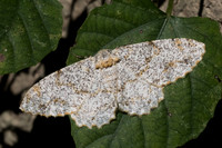 Biston suppressaria-3025 - Chiang Rai - 18/11/23