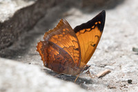 Charaxes aristogiton-1011 - Doi Suthep - 13/11/23