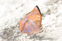 Charaxes aristogiton-1010 - 13/11/23