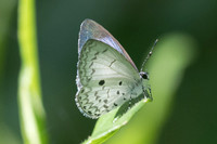 Lestranicus transpectus