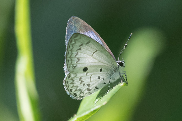 Acytolepis puspa -1518 - Chiang Dao - 14/11/23