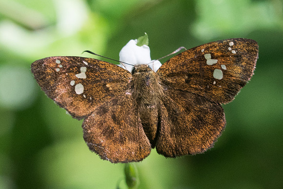 Pseudocoladenia fabia-2819- Chiang Rai, Wat pong Sali - 18/11/23