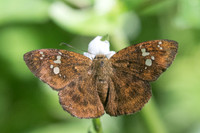 Pseudocoladenia fabia-2823 - Chiang Rai, Wat pong Sali - 18/11/23