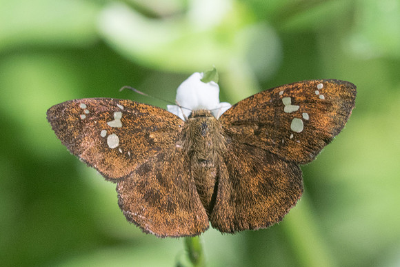 Pseudocoladenia fabia-2823 - Chiang Rai, Wat pong Sali - 18/11/23