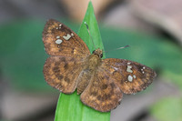 Pseudocoladenia fabia -3626 - Chiang Rai wat pong sali - 18/11/23