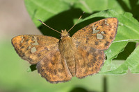 Pseudocoladenia eacus