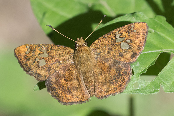Pseudocoladenia eacus-3070- wat pong sali - 18/11/23