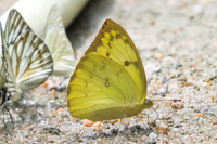 Catopsilia pomona pomona -5822 - Phanom Bencha Mountain Resort - 24/11/23