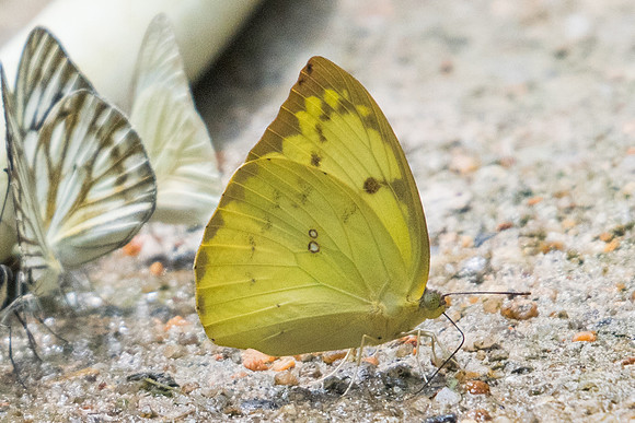 Catopsilia pomona pomona -5822 - Phanom Bencha Mountain Resort - 24/11/23