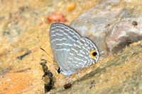 Jamides alecto-9838 - Gopeng - 13/03/25