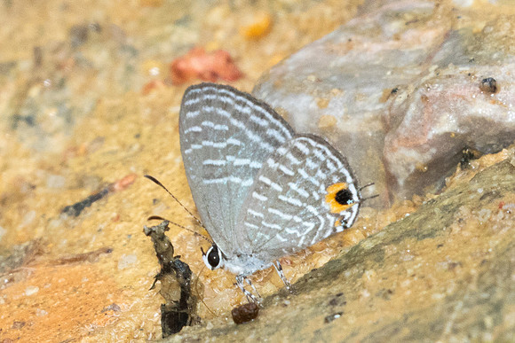 Jamides alecto-9838 - Gopeng - 13/03/25