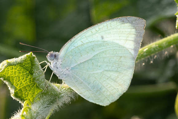 Catopsilia pyranthe-6689 - Putrajaya - 30/03/25