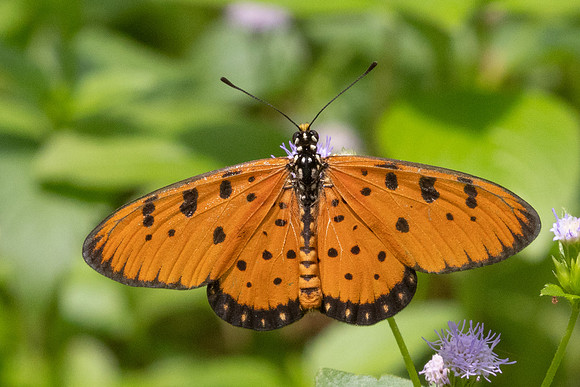 Acraea terpsicore-6859 - Sepang - 30/03/25