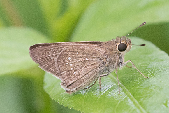 Pelopidas subochracea-6681 - Krabi - 26/11/23