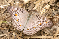 Junonia atlites-2063