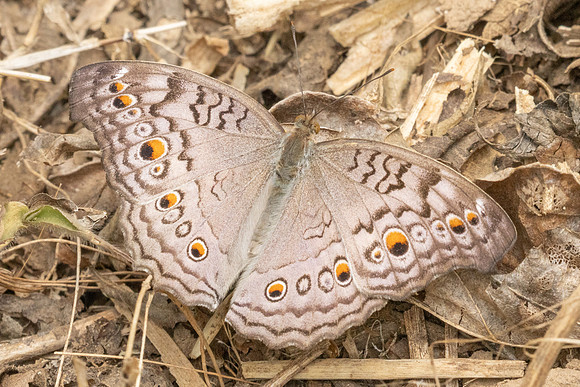 Junonia atlites-2063