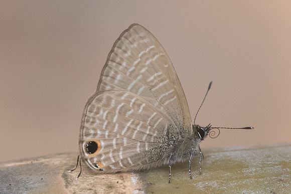 Nacaduba beroe id--8321 - Chiang Dao - 11/03/23