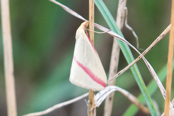 Rhodometra sacraria 8545