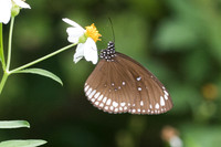 Euploea core graminifera-4002