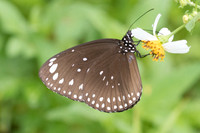 Euploea core graminifera-6628