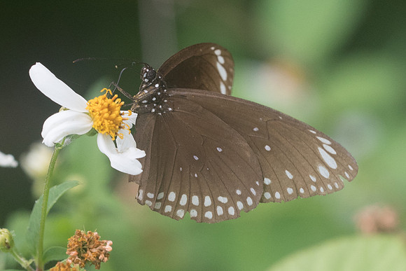 Euploea core-3836